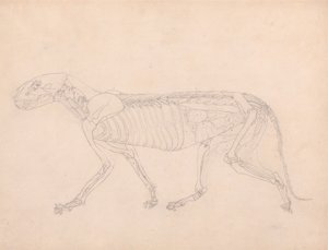 Corps de tigre, vue latérale - George Stubbs