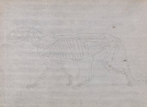 Corps de Tigre, Vue Latérale - George Stubbs