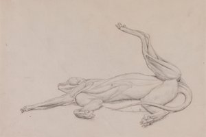 Tigre, couché, vu ventralement - George Stubbs