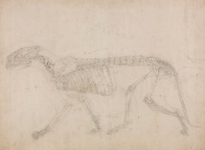 Squelette de tigre, vue latérale - George Stubbs