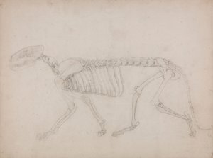 Squelette de tigre, vue latérale - George Stubbs