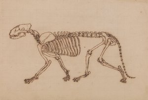 Squelette de Tigre, Vue Latérale - George Stubbs