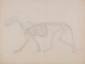 Squelette de tigre, vue latérale - George Stubbs