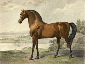 Warren Hastings arabe