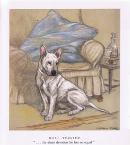 Bull Terrier (lithographie couleur)