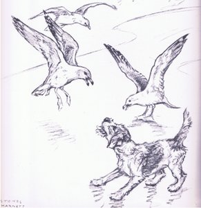 Rosie chassant les mouettes, extrait de Mudlarks publié par Collins - George Vernon Stokes