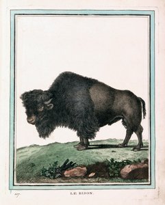 Gravure antique du bison américain