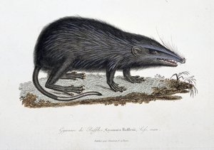 Histoire naturelle : tableau zoologique représentant le Gymnure de Raffles, Gymnura Rafflesii, Lefs, homme - dans « Œuvres complètes de Buffon » par le naturaliste Georges Louis Leclerc, Comte de Buffon (1707 - 1788). Gravure de 1837 - Georges Louis Leclerc
