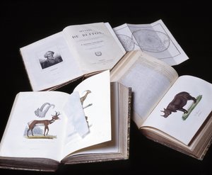 Nature morte des "Œuvres complètes de Buffon" par le naturaliste Georges Louis Leclerc, Comte de Buffon (1707 - 1788). Gravure de 1837 - Georges Louis Leclerc