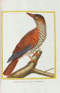 Histoire naturelle. Oiseaux. Planches enluminées, 1782