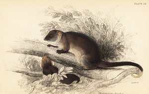 Possum à queue en anneau, Pseudocheirus peregrinus - Georges Robert Waterhouse