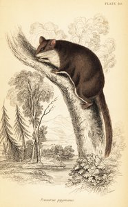 Planeur pygmée, Acrobates pygmaeus (gravure)
