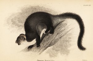 Grand planeur, Petauroides volans (gravure) - Georges Robert Waterhouse