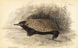 Échidné à bec court, Tachyglossus aculeatus
