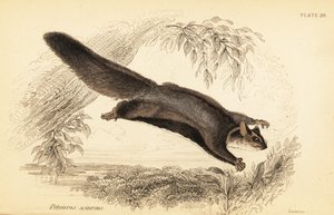 Planeur écureuil, Petaurus norfolcensis (gravure) - Georges Robert Waterhouse