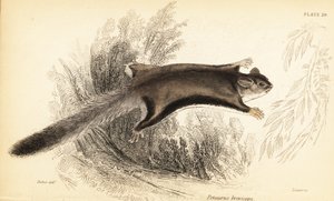 Planeur de sucre, Petaurus breviceps (gravure) - Georges Robert Waterhouse