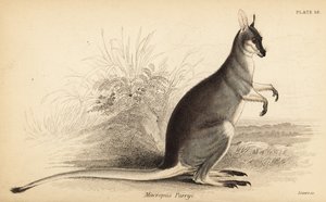 Wallaby à queue de fouet, Macropus parryi