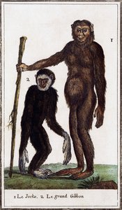 Jocko, chimpanzé ou gibbon, illustration de Histoire naturelle, par Georges-Louis Leclerc Comte de Buffon (1707-1788), gravure aquarellée