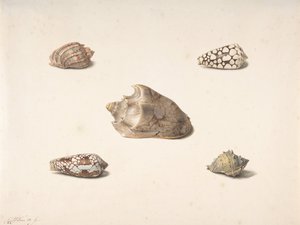 Cinq coquillages, n.d. - Georgius Jacobus Johannes van Os