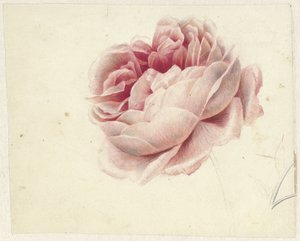 Rose rouge - Georgius Jacobus Johannes van Os