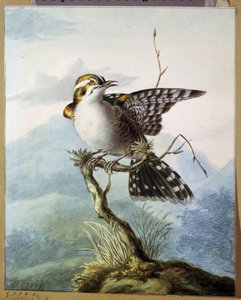 Un petit oiseau - Georgius Jacobus Johannes van Os