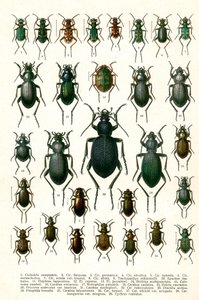 Gravure antique des variétés de coléoptères européens, c.1910