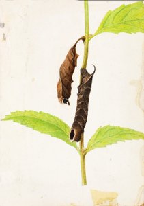 Feuille morte recourbée imitant la chenille du Sphinx, étude pour le livre Concealing Coloration in the Animal Kingdom (La dissimulation de la coloration dans le règne animal)