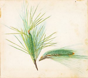Chenille à touffes de pin, début du 20ème siècle