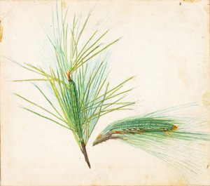 Chenille du pin, étude pour le livre La dissimulation de la coloration dans le règne animal