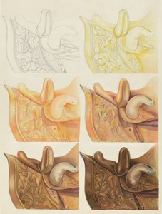 Selle (démonstration technique)