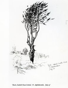 Hêtre, église de Godshill derrière. Fr. Appledurcombe. 25 juillet, vers 1860