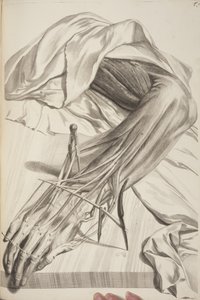 Anatomia Humani Corporis par Govard Bidloo, 1685