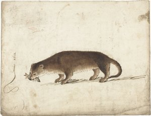 Loutre avec un poisson dans sa gueule