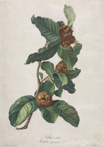 Néflier cultivé (Mespilus germanica) - Gerard van Spaendonck