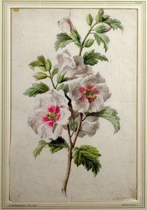 Rose trémière