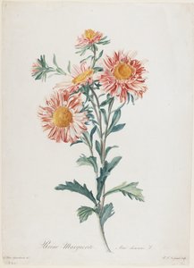 Reine-Marguerite, de Fleurs Dessinées d
