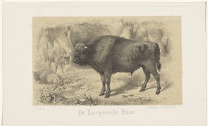 Bison européen