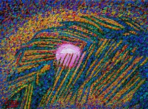 Lune de Cabo, 2019