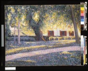 Soleil sous les arbres
