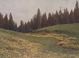 Prairie sur le Feldberg, Forêt Noire, Allemagne (photo couleur) - German Photographer