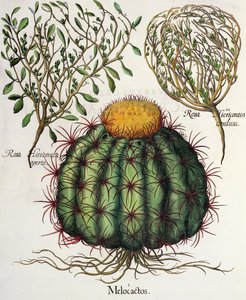 Melocactus et Rosa Hiericontea, du Hortus Eystettensis par Basil Besler - German School