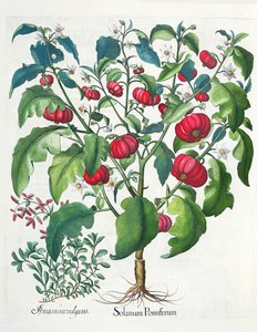 Solanum Pomiferum et Amaracus vulgaris, du Hortus Eystettensis par Basil Besler