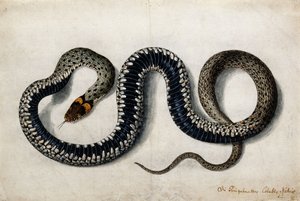 Une couleuvre, c.1675-1700