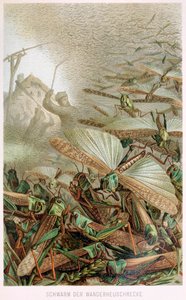 Un essaim de sauterelles, de Brehms Tierleben, pub. 1860