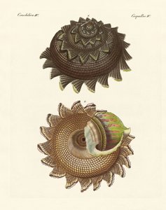 Une rare coquille de mollusque de la mer du Sud