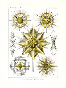 Acanthometra, 1899-1904