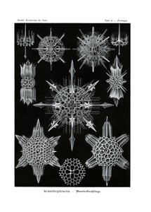 Acanthophracta, 1899-1904 - German School