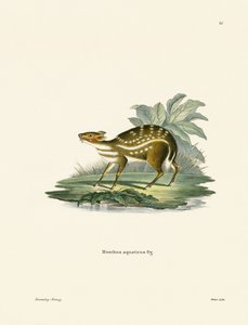 Chevrotain africain - German School