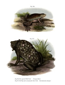 Grenouille à griffes africaines