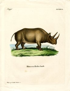 Rhinocéros africain